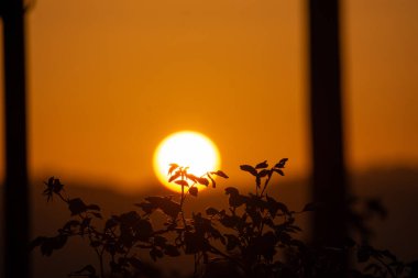 Bitkilerin gölgesi altın gün batımına karşı huzurlu ve sıcak bir atmosfer yaratıyor. Açık havada ışığa odaklanmış bir şekilde ele geçirildi..