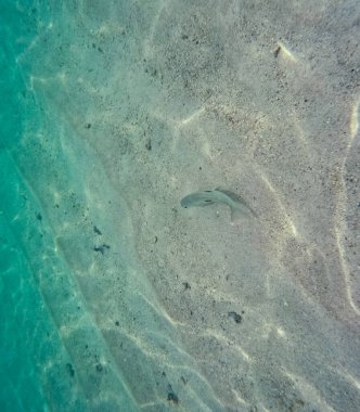 Tek bir balığın kumlu bir okyanus tabanında zarifçe yüzdüğü görülüyor. Güneş ışığı deniz tabanında güzel desenler yaratır. Su berrak ve sakin..
