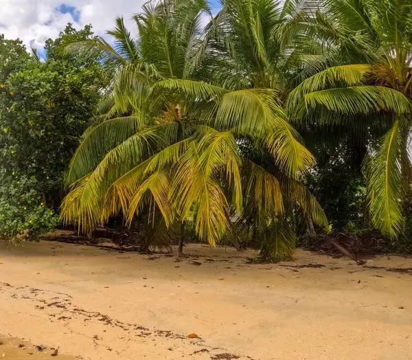 Canlı palmiye ağaçları ve yemyeşil yeşilliklerin yer aldığı pitoresk bir sahil sahnesi. Kumlu sahil yavaşça okyanus sularına doğru ilerliyor..