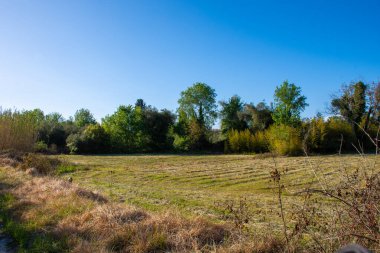 Bu resim, temiz bir gökyüzünün altında ağaçlarla çevrili kesilmiş çimen tarlasıyla sakin bir çayır görüntüsü yakalıyor, dinginliği çağrıştırıyor..