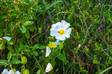 Parlak sarı merkezli el değmemiş beyaz bir çiçek yemyeşil, kahverengi dallar ve yere düşen yaprakların arasında duruyor..