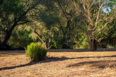 Çeşit çeşit ağaçlar ve yemyeşil çalılarla çevrili sakin bir açıklık. Yeryüzüne çarpıcı gölgeler saçan ılık bir ışıkta güneşleniyorlar..