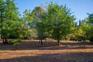 Kurumuş yapraklarla kaplı, açık mavi gökyüzünün altında, yeşilin değişik tonlarında ağaçlarla çevrili canlı bir doğa manzarası..