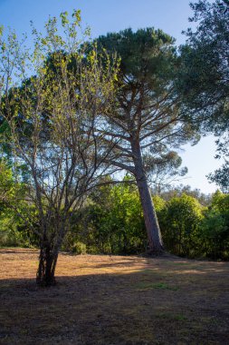Ağaçların arasından süzülen güneş ışığının olduğu resim gibi bir sahne. Sahnede çeşitli ağaçlar var, bazıları taze yapraklı yavrular ve diğerleri olgun..