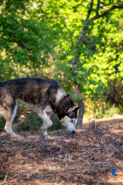 Bu görüntü, güneşli, ağaçlık bir bölgeyi keşfeden, burnu yere değmiş, muhtemelen bir şey arayan iri bir köpeği gösteriyor. Orman dolu..