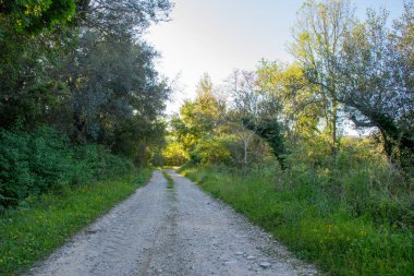 Bir çakıl yolu izleyiciyi her iki tarafı da çevreleyen yemyeşil ağaçlar ve otlarla dolu parlak bir doğal ortama götürür..
