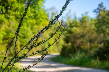 Yeşil bir saptaki küçük beyaz çiçeklerin yakın çekimi bulanık bir patika zeminine ve ormandaki yemyeşil ağaçlara karşı duruyor..