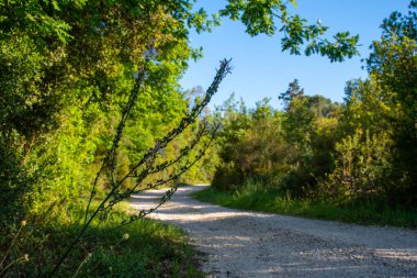Güneşli bir ormana uzanan dolambaçlı bir çakıl yolu. Ön planda kır çiçekleri duruyor ve berrak mavi gökyüzünün altındaki manzaraya güzellik katıyor..