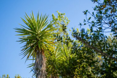 Gökyüzüne uzanan uzun, dikenli yaprakları olan tropikal bir ağaç yeşilliğe karşı yan yana dizilir ve sakin, doğal bir manzara yaratır..