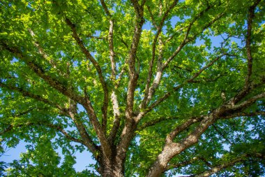Ağacın tepe örtüsünün detaylı bir görüntüsü açık mavi gökyüzüne karşı canlı yeşil yapraklarla süslenmiş karmaşık dallar ağını gözler önüne seriyor..