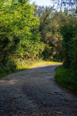 Dolambaçlı bir toprak yol yemyeşil yapraklarla kaplıdır. Güneş ışığı yolu aydınlatıyor, ormanın sakin doğal bir manzarasını yaratıyor..
