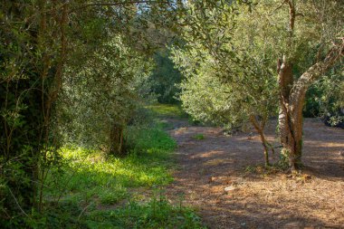 Güneş ışığı ağaçların arasından bir koruluktaki toprak yola süzülür. Bereketli yeşillik her iki taraftaki yolu da sarar, huzurlu bir manzara yaratır..