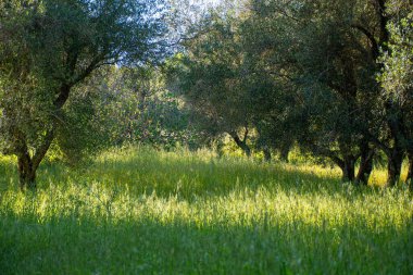 Güneşli çayır sahnesinde uzun yeşil çimenler, kır çiçekleri ve gölgeler bırakan ağaçlar huzurlu ve pitoresk bir doğal manzara yaratıyor..
