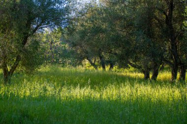 Uzun yeşil otlarla dolu güneşli bir çayır koyu gövdeli ve yemyeşil yapraklı ağaçlarla çevrilidir. Işık sönük..