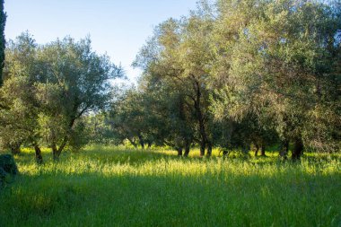 Bereketli yeşil çimlerden oluşan, güneş ışığıyla yıkanmış, açık mavi gökyüzünün altında ufukta ağaçların oluşturduğu sakin bir manzara..