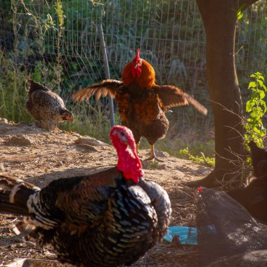 Canlı bir sahne, bir hindi, bir tavuk ve kanatları açık bir horoz sergilenir yumuşak ışığın altında, bir çiftlikte.