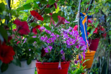 Yakın çekim farklı renkte saksılara yerleştirilmiş petunyaları yakalıyor, korkuluklardan sarkıyor, canlı bir bahçe sahnesi oluşturuyor..