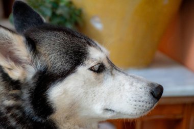 Yakından çekilen bir fotoğrafta, bir köpeğin yan görünüşü, siyah, beyaz ve gri kürkünün dokusunu ve desenlerini gözler önüne seriyor..