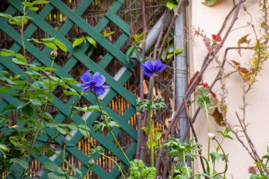 Yeşil çitin ve bej bir duvarın karşısında duran iki mor şakayık çiçeği yeşil yaprakların arasında duruyor. Huzur dolu bir sahne..