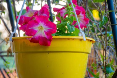 Canlı pembe ve beyaz petunyalar parlak sarı bir asma kabından dökülüyor, çevreleyen yeşilliklere karşı neşeli bir renk ve doku gösterisi yaratıyor..