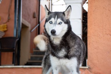 Deşici mavi gözleri olan güzel bir Husky gururla bir binanın önünde duruyor, tüylü kuyruğunu ve yakışıklı işaretlerini gösteriyor..