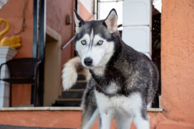 Bu resim şeftali renkli bir evin dış yüzüne karşı sundurmada dikkatle duran muhteşem bir Sibirya Husky 'sini gösteriyor. Köpeğin parlak mavi gözleri var..