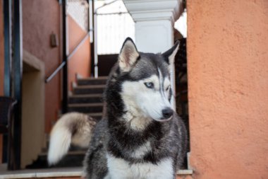 Bu büyüleyici görüntü, parlak mavi gözlü, bir binanın yanında duran ve şehir ortamındaki bir hayvanın güzelliğini gözler önüne seren bir Husky 'yi yansıtıyor..
