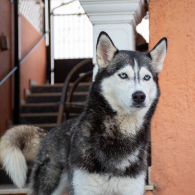 Güzel bir Husky, mavi gözleri önde, merdivenleri kapıya çıkan bir binanın önünde dimdik duruyor..