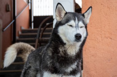 Orta ölçekli bir çekim, siyah ve beyaz kürklü, açık havada gözleri kapalı duran, huzur ve sükunet gösteren bir Husky 'yi yakalar..