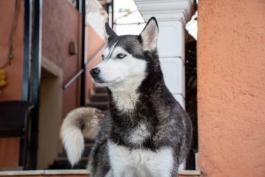 Mavi gözlü, çarpıcı bir iri yapılı açık bir verandada oturuyor, güzel ceketini ve odaklanmış bakışlarını sergiliyor, kırsal mimariye karşı..