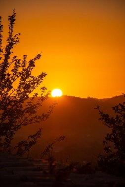Silüet ağaçlar güneşin batışında, yuvarlanan tepelerin üzerinde, turuncu ve sarı renkler manzaraya karışıyor..