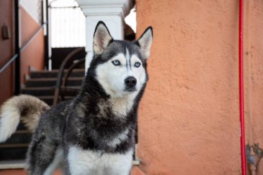 Bir Husky dışarıda, arkasında merdiven olan bir binanın yanında duruyor. Siyah, beyaz ve gri kürkü ve çarpıcı mavi gözleri vardır, büyüleyici bir portre oluşturur..