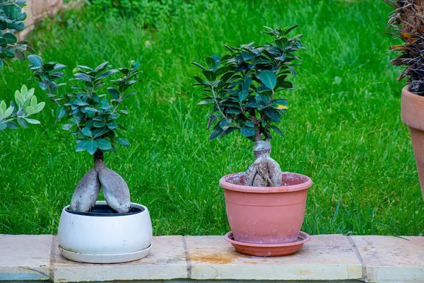 İki küçük saksıda sergilenen bonsai ağaçları, arka planda yemyeşil bir çim bulunan taştan bir çıkıntıda sergileniyor. Biri beyaz, diğeri turuncu..