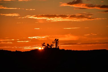 Ufuk boyunca uzanan altın bulutlarla parlak turuncu bir günbatımına karşı bir ağaç silueti sergilenir. Gökyüzü çok canlı..