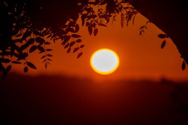 Parlak bir güneşin sıcak bir parıltı saçtığı canlı bir günbatımı. Siluetli ağaç dalları huzur dolu manzaraya derinlik ve çerçeve ekler.