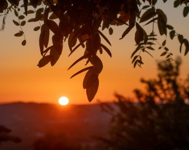 Batan güneşin ışıl ışıl parlayan parıltısıyla örtülü yeşillik manzarası. Günbatımı sıcak turuncu renklerle gökyüzünü boyar..