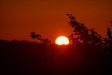 Canlı bir günbatımı turuncu bir parıltı yayar. Parlak bir güneş kısmen ağaçlar ve yapraklar tarafından gizlenir. Karanlık manzarada siluetler oluşturur..