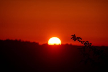 Canlı bir günbatımı ufukta turuncu bir parıltı bırakır, siluetli yapraklar huzur sahnesine derinlik katar. Doğanın güzelliği parıldıyor.