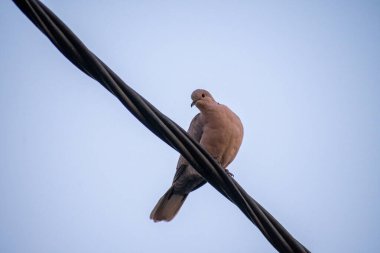 Kederli bir güvercin, açık bir gökyüzüne karşı koyu ve kalın bir kabloya bağlıdır. Kuşun soluk kahverengi tonları parlak arkaplanla tezat oluşturuyor..