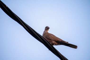 Düşük bir açıdan yakalanan sakin bir güvercin, yumuşak mavi gökyüzü zeminine karşı koyan kalın ve yüksek gerilimli bir tel üzerinde dinlenir..