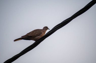 Bir güvercin, bulutlu ve bulutlu bir gökyüzüne karşı siyah bir güç hattının üzerinde duruyor. Kuş çerçevenin sağına bakıyor..
