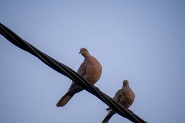 Yas tutan bir çift güvercin, sakin bir gökyüzünün arka planına karşı elektrik hatlarının üzerinde zarafetle dinleniyor. Doğal ortamda sükuneti çağrıştırıyorlar..