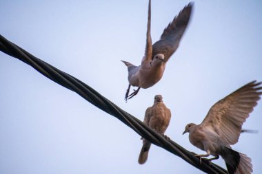 Bu fotoğraf üç tane kederli güvercin yakalar: biri uçuşun ortasında, biri kabloya konmuş, diğeri soluk gökyüzüne karşı uçmaya hazırlanıyor..