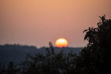 Siluetli ağaçlarla çevrili yuvarlanan tepelerin üzerinde batan güneşin manzarası, alacakaranlıkta sıcak ve doğal bir manzara yaratır..