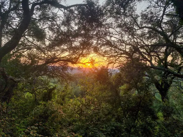 Sakin bir orman, yoğun bitki örtüsü ve ufukta güneş görünen ağaçlar barındırır. Yapraklar ve dallar arasından görülebilir..