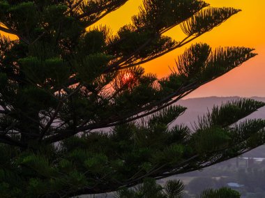 Canlı turuncu günbatımı, çam ağacının yeşil dallarının arasından altın saatinde tepelerle çekiliyor. Gün batımında doğa.