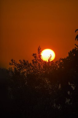 Ağaçların siluetleriyle altın gün batımı. Güneş dalların altına batıyor ve alacakaranlıkta renkli bir gökyüzü yaratıyor..