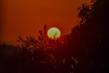 Canlı bir güneş batıyor, ağaç siluetleri tarafından gizleniyor. Turuncu ve sarı renk eğimleri gökyüzüne hakim. Bu da doğal bir ortamda alacakaranlığa işaret ediyor..