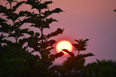 Siluetli yapraklar parlak bir batan güneş çerçevesi oluşturarak, renkli pembe ve turuncu renkli akşam gökyüzüne karşı çarpıcı bir kontrastlık yaratır..