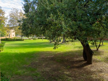 Sessiz, güneşli bir parkta ya da bahçede, büyük yapraklı bir ağacın altında. Yeşil çimen ve yumuşak ışıkla doğal manzara, barışçıl ve sakin bir açık hava ortamı yaratır.